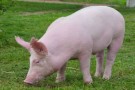 Под Киевом вымирают свиньи, объявлен карантин
